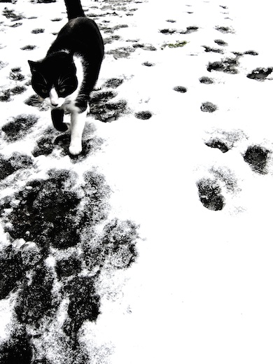kat in sneeuw