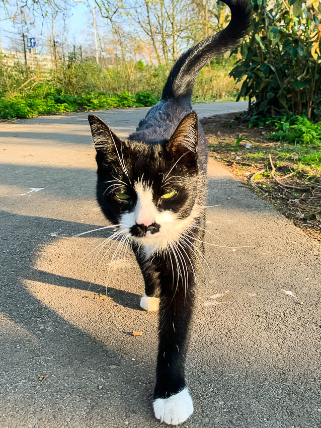 kitler