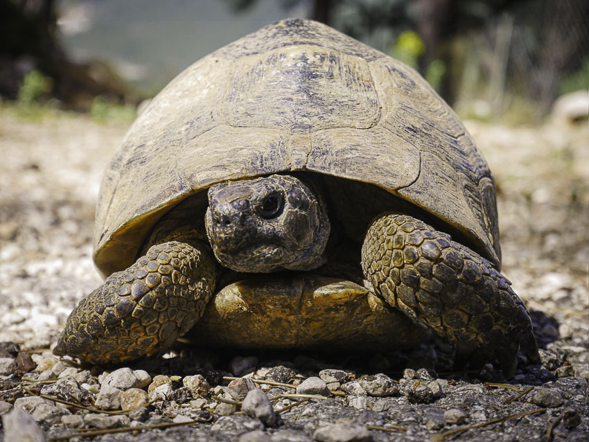 schildpad