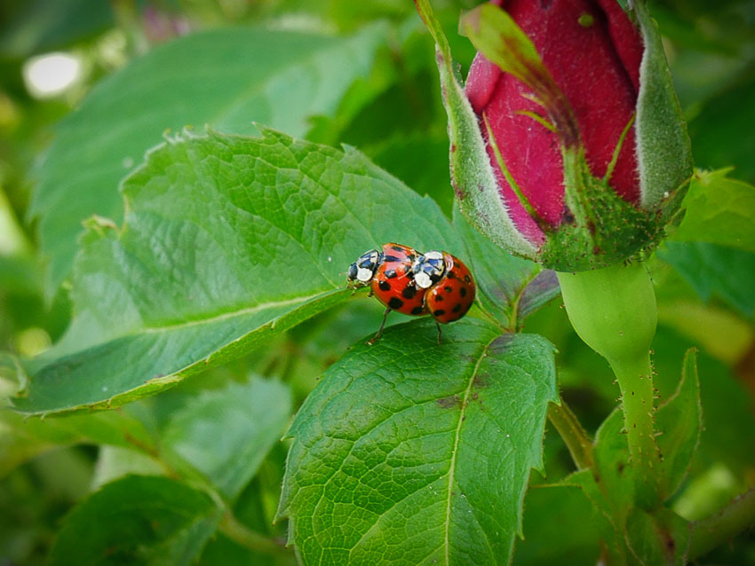 lieveheersbeestjes #2