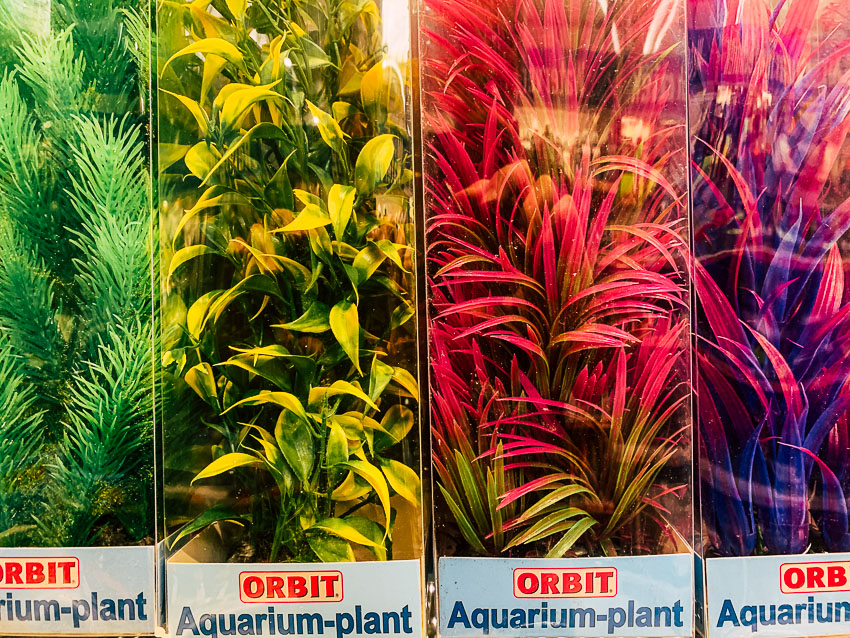aquarium-planten