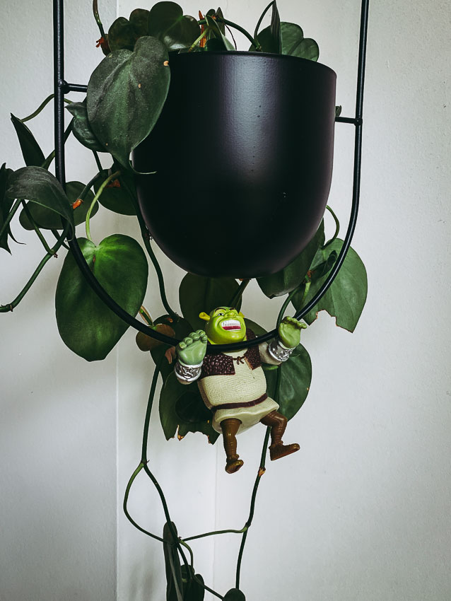 Shrek in de hangplant