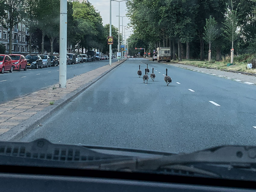 ganzenfamilie op de Erasmusweg