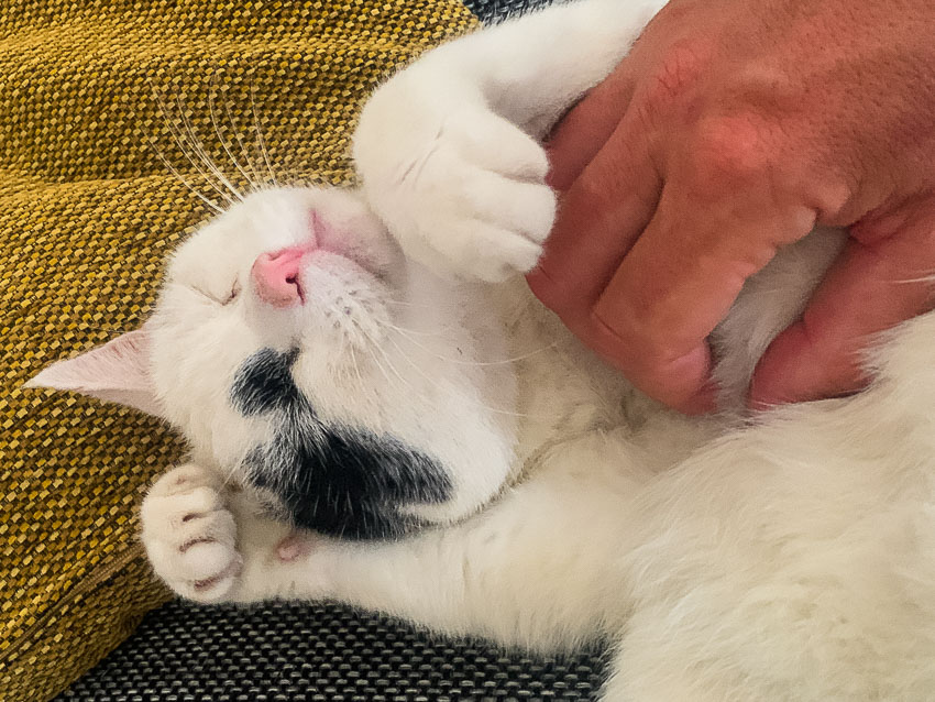 Jack geeft zich over #3