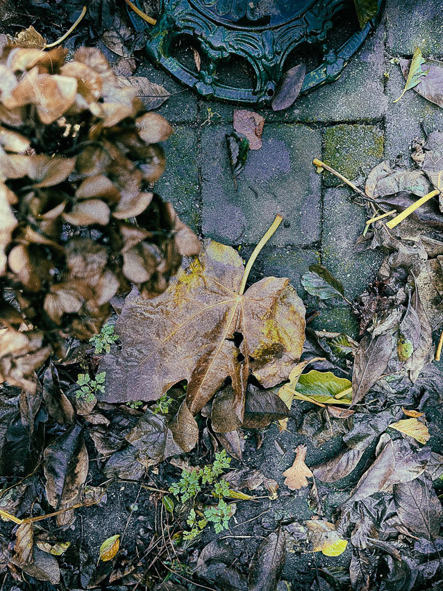 herfstbladeren #4